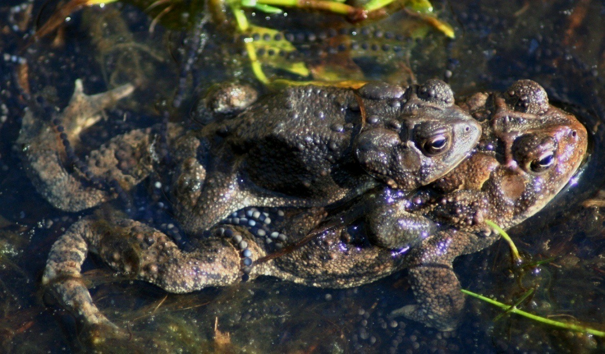 Animals of the Swamp Swampy